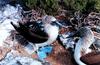 Blue-footed Booby pair (Sula nebouxii)