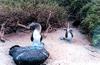 Blue-footed Booby pair (Sula nebouxii)