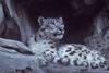 Snow Leopard (Uncia uncia)