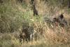 Tanzania - African Leopard (Panthera pardus)