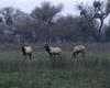 Tule Elks (Cervus elaphus nannodes)