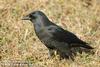 갈까마귀 Corvus dauuricus (Daurian Jackdaw)