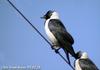 갈까마귀 Corvus dauuricus (Daurian Jackdaw)