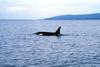 Killer Whale (Orcinus orca)