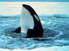 Killer Whale (Orcinus orca)