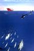 [Animal Art] Killer Whales (Orcinus orca)  hunting tuna