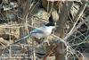 물까치 Cyanopica cyana (Azure-winged Magpie)