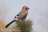 어치 Garrulus glandarius (Eurasian Jay)