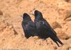 떼까마귀 Corvus frugilegus (Rook)