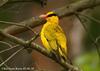 꾀꼬리 Oriolus chinensis (Black-naped Oriole)