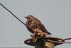 흰점찌르레기 Sturnus vulgaris (Common Starling)