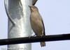 잿빛쇠찌르레기 Sturnus sinensis (Grey-backed Starling, White-shouldered Starling)