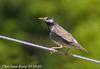 찌르레기 Sturnus cineraceus (Grey Starling)