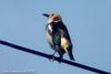 쇠찌르레기 Sturnus philippensis (Violet-backed Starling, Chestnut-cheeked Starling)