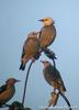 Sturnus sericeus (Silky Starling, Red-billed Starling)