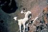 Dall Sheep ewe & ram (Ovis dalli)