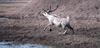 Caribou running (Rangifer tarandus)