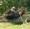 Chimpanzee At Theme Park