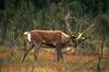 Caribou (Rangifer tarandus)