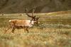 Caribou (Rangifer tarandus)