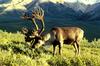 Caribou (Rangifer tarandus)