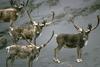 Caribou herd (Rangifer tarandus)