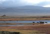 Caribou herd (Rangifer tarandus)