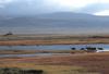 Caribou herd (Rangifer tarandus)