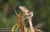 섬참새 Passer rutilans (Russet Sparrow)