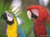 Blue-and-gold macaw & Green-winged Macaw