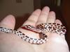 Ozzy, my baby corn snake