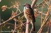 참새 Passer montanus (Tree Sparrow)