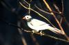 Northern Cardinal albino (Cardinalis cardinalis)