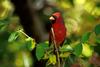 Northern Cardinal male (Cardinalis cardinalis)