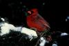 Northern Cardinal male (Cardinalis cardinalis)