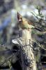 Northern Cardinal female (Cardinalis cardinalis)