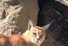 Desert Lynx (Caracal caracal)