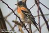 되새 Fringilla montifringilla (Brambling)