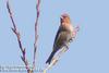 양진이 Carpodacus roseus (Pallas's Rosefinch)