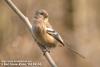 긴꼬리홍양진이 Uragus sibiricus (Long-tailed Rosefinch)