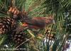 솔잣새 Loxia curvirostra (Common Crossbill)