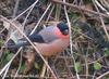 멋쟁이(멋장이새) Pyrrhula pyrrhula (Bullfinch)