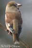 콩새 Coccothraustes coccothraustes (Hawfinch)