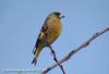 방울새 Carduelis sinica (Oriental Greenfinch)