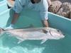 Greater Amberjack (Seriola dumerili)