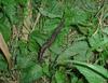 Leopard Slug (Limax maximus)