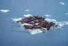 Pacific Walrus herd (Odobenus rosmarus divergens)