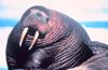 Pacific Walrus (Odobenus rosmarus divergens)