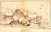 [Drawing] Pacific Walrus (Odobenus rosmarus divergens)