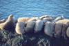 Walrus herd (Odobenus rosmarus)